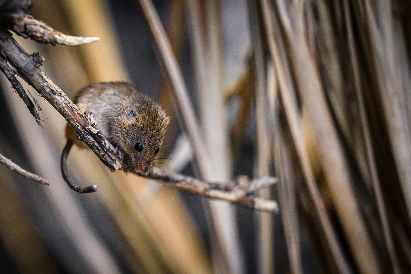 Stanari zagrebačkog Zoološkog vrta u zimskom razdoblju