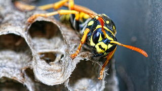 Bibinjski sinac, Foto: Leo Banic Bibinjski sinac, Foto: Leo Banic