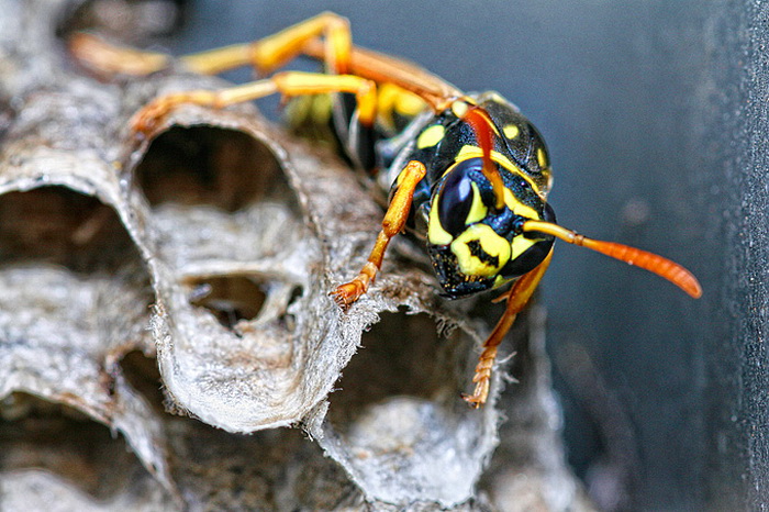 Bibinjski sinac, Foto: Leo Banic Bibinjski sinac, Foto: Leo Banic