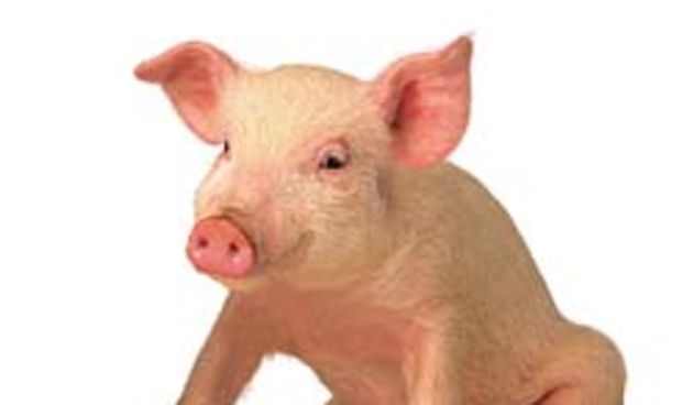 prase / svinja (foto: jupiterimages.com)