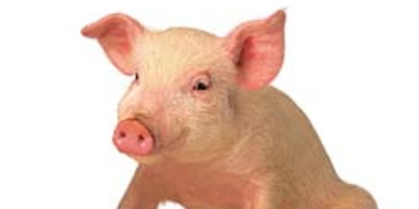 prase / svinja (foto: jupiterimages.com)