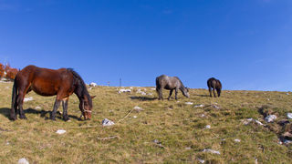 Đir do Zavižana, sjeverni Velebit, foto: Leo Banić