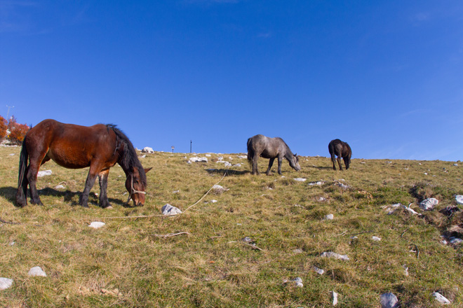 Đir do Zavižana, sjeverni Velebit, foto: Leo Banić