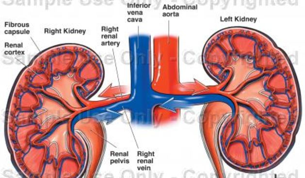 Bubreg(Foto:www.diabetes.hr)