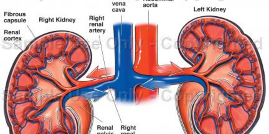 Bubreg(Foto:www.diabetes.hr)