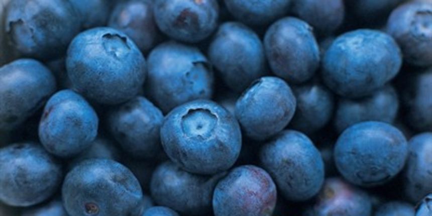 Borovnice pomažu u borbi s trbuščićem (Tportal.hr)