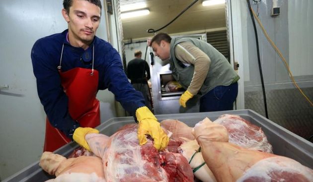 U najvecoj prsutani u Sibensko-kninskoj zupaniji, Bel-Cro, koja godisnje proizvede vise od 15.000 komada prsuta, pocelo je soljenje svinjskih butova.