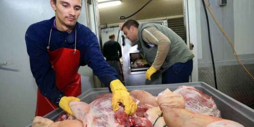 U najvecoj prsutani u Sibensko-kninskoj zupaniji, Bel-Cro, koja godisnje proizvede vise od 15.000 komada prsuta, pocelo je soljenje svinjskih butova.