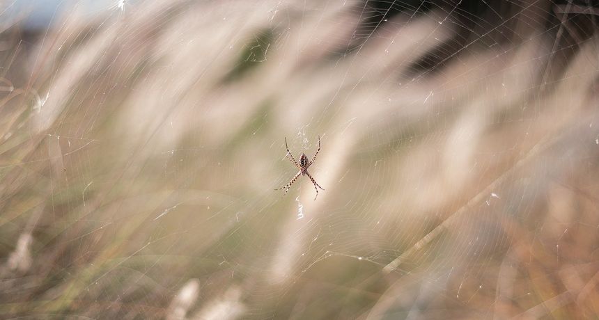 Kukac, pauk Kukac, pauk