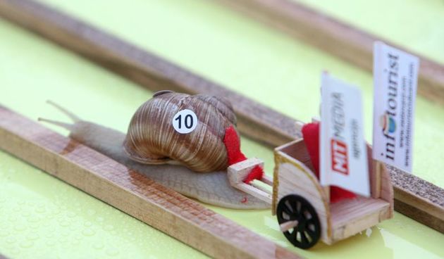 28.06.2014., Benkovac – Odrzano otvoreno prvenstvo Hrvatske u utrci puzeva. Najbrzi puz bio je ‘Ben Hur’ koji je na cilj stigao za 22 minute. Njegov vlasnik osvojio je nagradu od 1000kn. Photo: Dino Stanin/PIXSELL