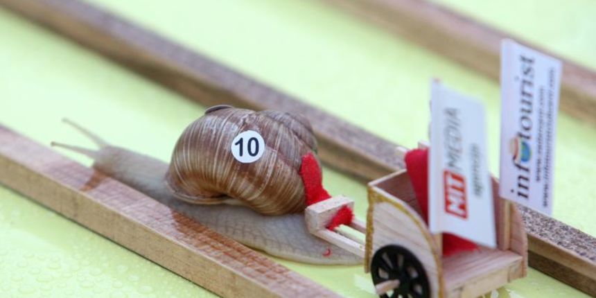 28.06.2014., Benkovac – Odrzano otvoreno prvenstvo Hrvatske u utrci puzeva. Najbrzi puz bio je ‘Ben Hur’ koji je na cilj stigao za 22 minute. Njegov vlasnik osvojio je nagradu od 1000kn. Photo: Dino Stanin/PIXSELL 28.06.2014., Benkovac – Odrzano otvoreno prvenstvo Hrvatske u utrci puzeva. Najbrzi puz bio je ‘Ben Hur’ koji je na cilj stigao za 22 minute. Njegov vlasnik osvojio je nagradu od 1000kn. Photo: Dino Stanin/PIXSELL