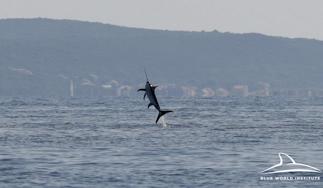 Sabljarka u skoku – Premuda