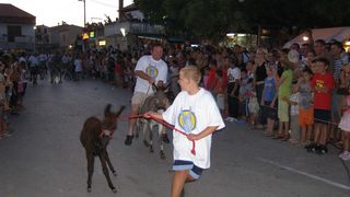 Trka magaraca Posedarje 2008., 9. kolovoza 2008.