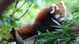 Zagreb, 201010.
Zoloski vrt.
Mladunci crvenih pandi vec se nekoliko dana mogu vidjeti ispred svoje nastambe u Zooloskom vrtu grada Zagreba.
Foto: Promocija Zoo vrt / CROPIX Zagreb, 201010.
Zoloski vrt.
Mladunci crvenih pandi vec se nekoliko dana mogu vidjeti ispred svoje nastambe u Zooloskom vrtu grada Zagreba.
Foto: Promocija Zoo vrt / CROPIX