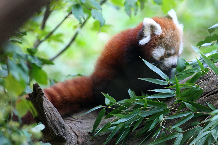 Zagreb, 201010.
Zoloski vrt.
Mladunci crvenih pandi vec se nekoliko dana mogu vidjeti ispred svoje nastambe u Zooloskom vrtu grada Zagreba.
Foto: Promocija Zoo vrt / CROPIX Zagreb, 201010.
Zoloski vrt.
Mladunci crvenih pandi vec se nekoliko dana mogu vidjeti ispred svoje nastambe u Zooloskom vrtu grada Zagreba.
Foto: Promocija Zoo vrt / CROPIX