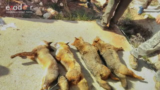 Lovci “Diane” kod Crnog odstrijelili  trinaest lisica i osam čagljeva