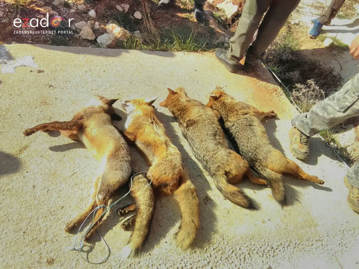 Lovci “Diane” kod Crnog odstrijelili  trinaest lisica i osam čagljeva
