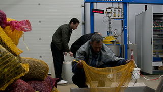 Put masline od stabla do djevicanskog ulja, Foto: Leo Banic Put masline od stabla do djevicanskog ulja, Foto: Leo Banic