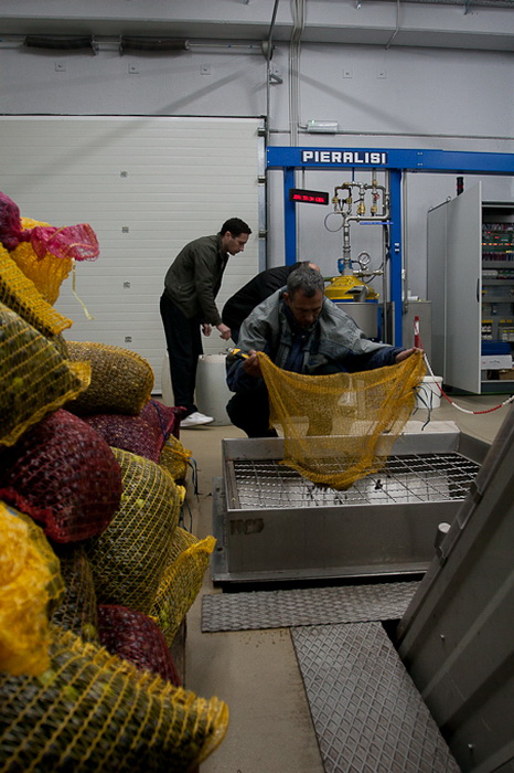 Put masline od stabla do djevicanskog ulja, Foto: Leo Banic Put masline od stabla do djevicanskog ulja, Foto: Leo Banic