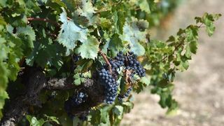Vinogradi u Donjem polju kod Šibenika prepuni su zdravog crnog i bijeloga grozđa a ovih dana očekuju se i prve prve berbe. Photo: Hrvoje Jelavić/PIXSELL Vinogradi u Donjem polju kod Šibenika prepuni su zdravog crnog i bijeloga grozđa a ovih dana očekuju se i prve prve berbe. Photo: Hrvoje Jelavić/PIXSELL
