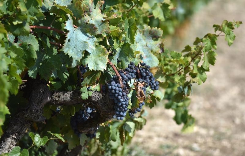 Vinogradi u Donjem polju kod Šibenika prepuni su zdravog crnog i bijeloga grozđa a ovih dana očekuju se i prve prve berbe. Photo: Hrvoje Jelavić/PIXSELL Vinogradi u Donjem polju kod Šibenika prepuni su zdravog crnog i bijeloga grozđa a ovih dana očekuju se i prve prve berbe. Photo: Hrvoje Jelavić/PIXSELL