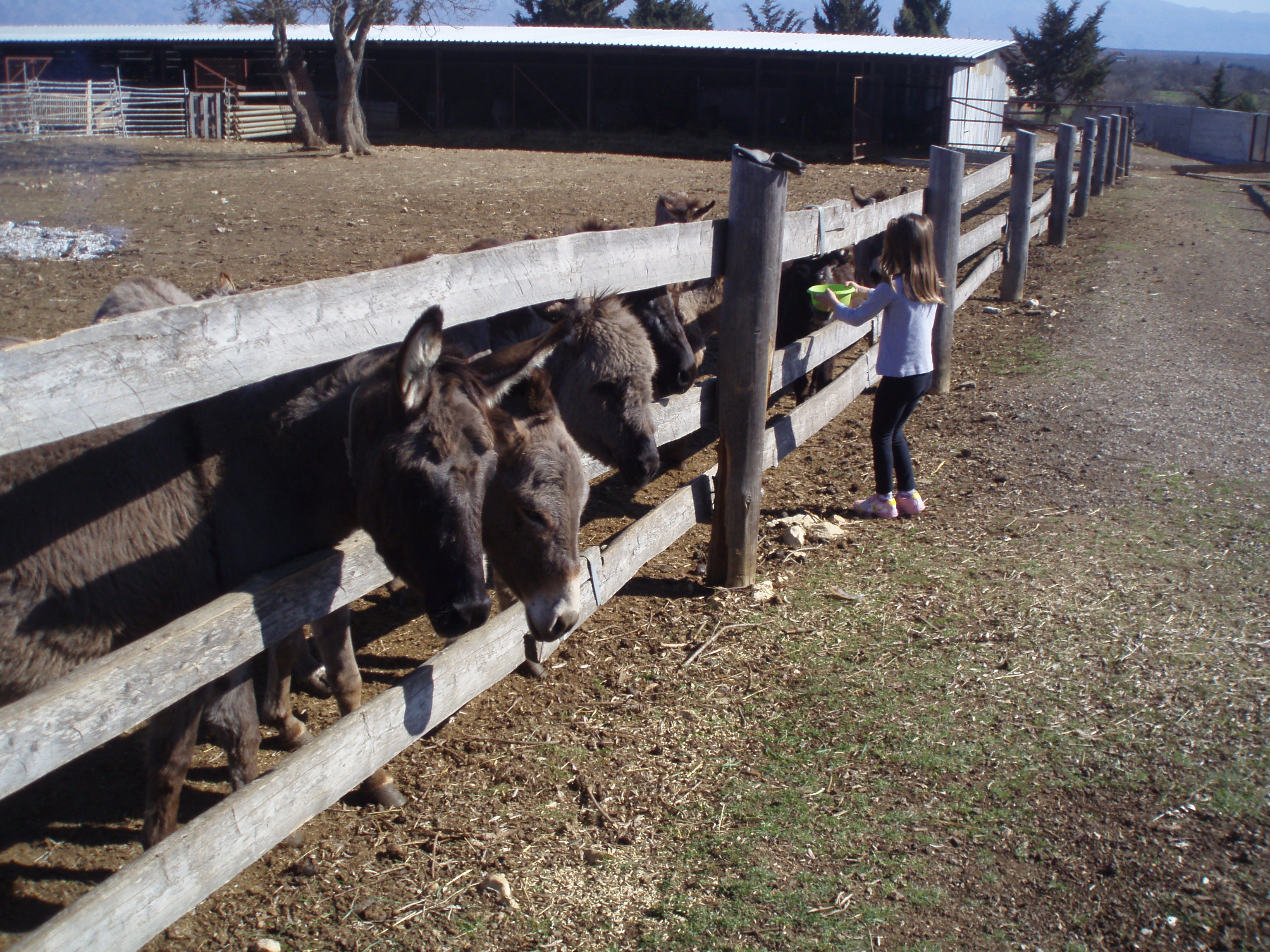 OLYMPUS DIGITAL CAMERA OLYMPUS DIGITAL CAMERA