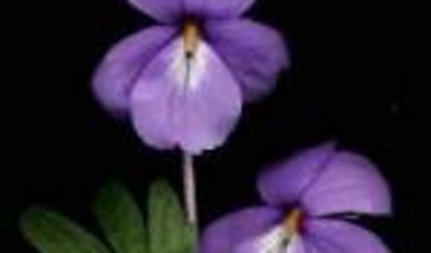 Ljubičica(foto:voanews.com)