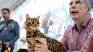 Međunarodna izložba mačaka