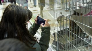 Međunarodna izložba mačaka