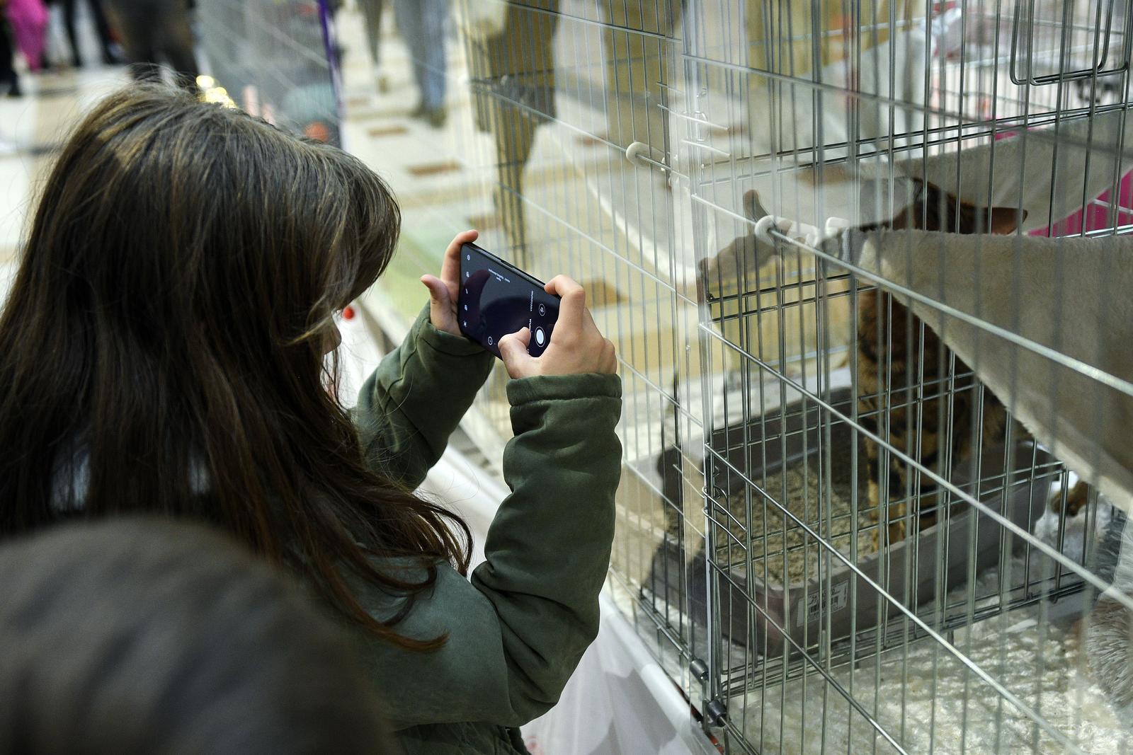 Međunarodna izložba mačaka