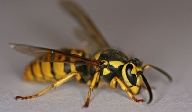 Osa (Foto: Tportal.hr)