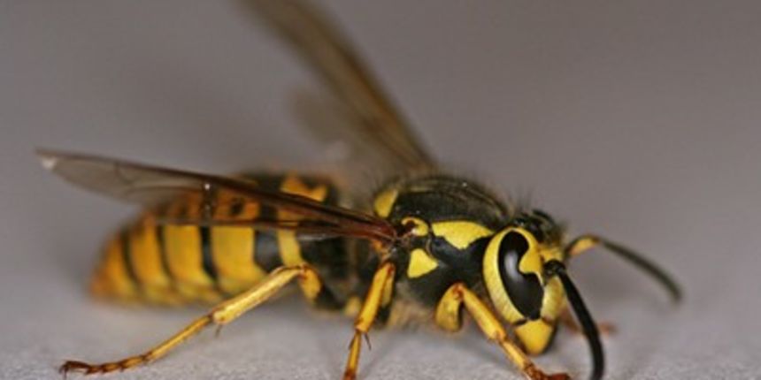 Osa (Foto: Tportal.hr)