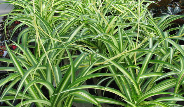 Zeleni ljiljan: viseća sobna biljka koju morate imati