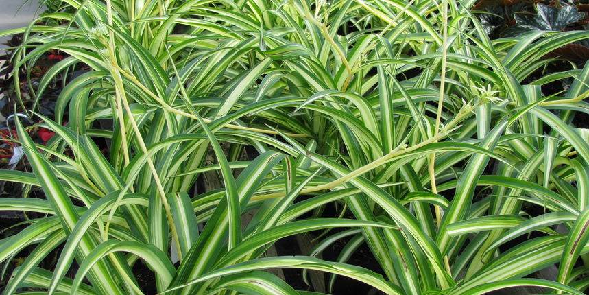 Zeleni ljiljan: viseća sobna biljka koju morate imati