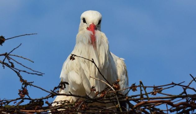 Roda Malena u Brodskom Varošu nestrpljivo čeka svog Klepetana. Photo: Ivica Galović/PIXSELL