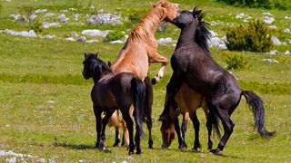 Divlji konji Velebita, foto: Leo Banic