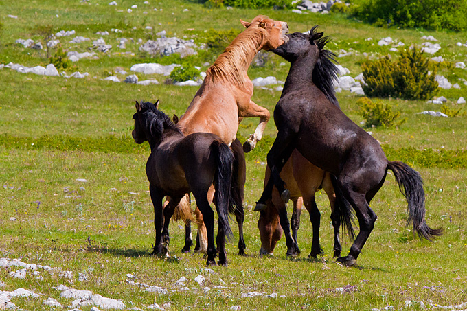 Divlji konji Velebita, foto: Leo Banic