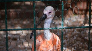 Zaton Obrovački: ZOO s egzotičnim i domaćim životinjama Zaton Obrovački: ZOO s egzotičnim i domaćim životinjama