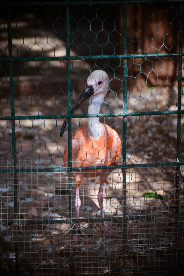 Zaton Obrovački: ZOO s egzotičnim i domaćim životinjama Zaton Obrovački: ZOO s egzotičnim i domaćim životinjama
