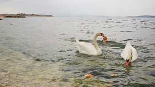 Labudovi u Bibinjama 6. svibnja 2013. Foto: Leo banić Labudovi u Bibinjama 6. svibnja 2013. Foto: Leo banić