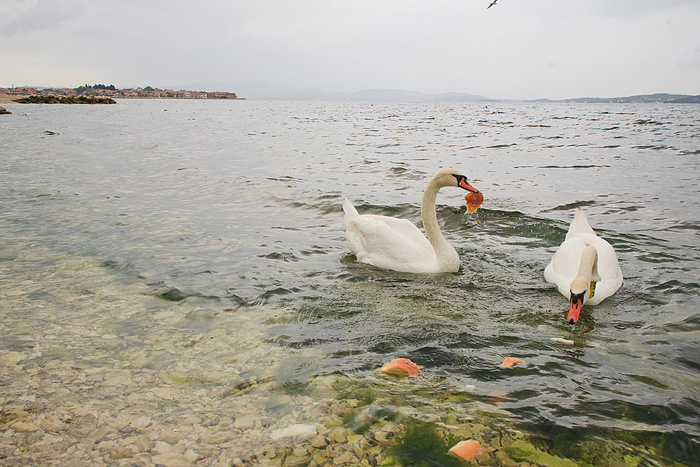 Labudovi u Bibinjama 6. svibnja 2013. Foto: Leo banić Labudovi u Bibinjama 6. svibnja 2013. Foto: Leo banić