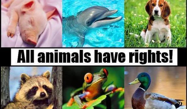 Dan zaštite životinja – najviše ih ugrožavaju ljudi, životinje, foto: atma.hr