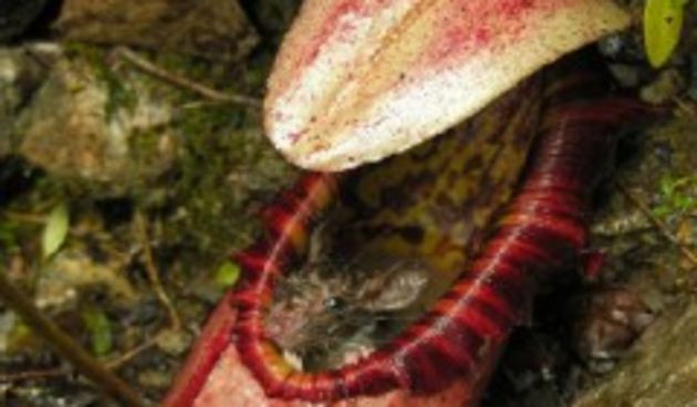 Image 1090761 (auto)