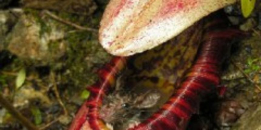 Image 1090761 (auto)