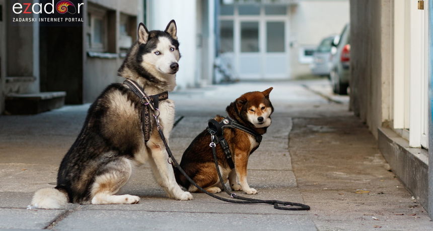 Đir po gradu, srijeda 16. prosinca 2020.