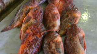 Image 1201837 (auto)