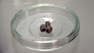 Izložba ‘Hrvatski Apoksiomen’ (foto: A. Gospić)