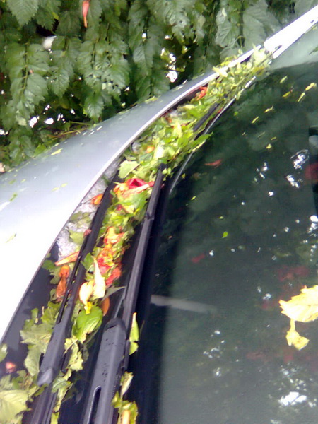 Pijavica s gradom poharala Dolaske Drage, Foto: Maria Dell’Orco Pijavica s gradom poharala Dolaske Drage, Foto: Maria Dell’Orco