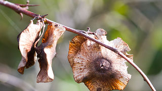 Priroda, cvijece, livada, sparoge, foto: Leo Banic