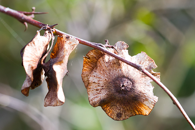 Priroda, cvijece, livada, sparoge, foto: Leo Banic